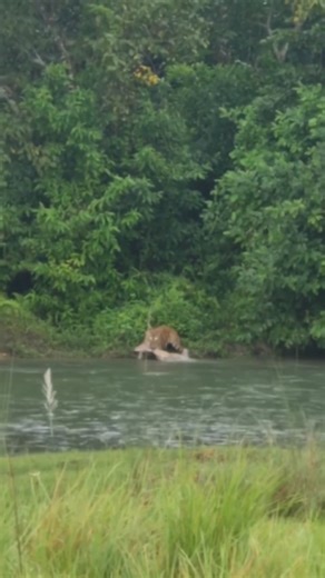 Nature Is Metal on Instagram: "Showtime 📽 by @laura_vdvx These lucky tourists get the surprise treat of a lifetime when the deer they are recording from afar get ambushed by a bengal tiger. Tigers are successful in roughly 10 to 20 percent of their hunting attempts, meaning for every 10 tries, on average they will score one kill, two of them at most. Their hunting success rate can vary depending on a number of factors, such as prey availability, hunting techniques, and environmental conditions.