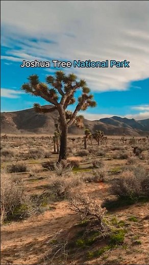 Experience Joshua Tree National Park California #travel #nationalparks