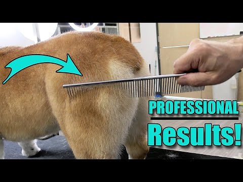 How to De-Shed Your Dog Like a Pro | 3 Professional Tools You NEED !
