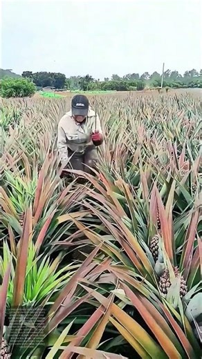Worker cutting pineapple leaves