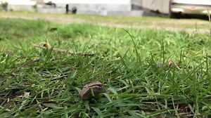 BIOLOGY How are seashells created? Or any other shell, such as a...