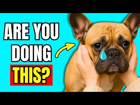 12 Habits That Emotionally Hurt Your Dog (99% Owners Do These) | Dog Care Tips