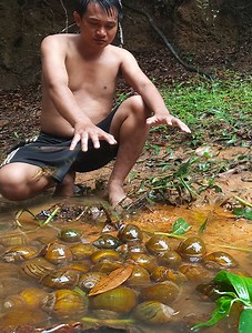 136K views · 5.1K reactions | Survival cooking on the rain: Finding snails for foods - Cook snails at night for dinner | Saruon Primitive Cooking | Facebook