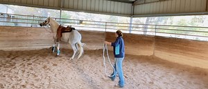Ground work is an important part of the training of horses regardless...
