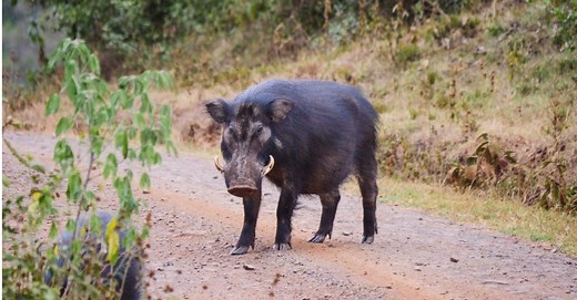 Wild Boar vs Pig: Understanding the Key Differences (and Similarities)