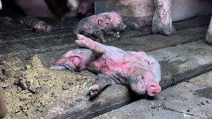 3.2M views · 2.5K reactions | Crying out for their mom, quivering on...