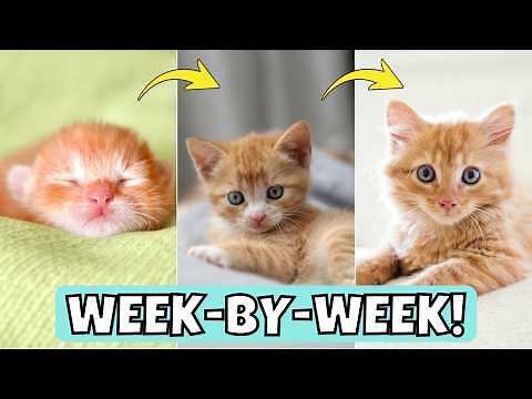 All Kitten Growth Stages and Milestones, Week-by-Week!