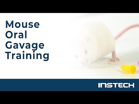 Mouse Oral Gavage Training