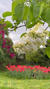 Spring flowers in my garden last year 🌸🌼🌷 | Purple and Thorns