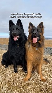 35K views · 945 reactions | Multi-dog households can be...