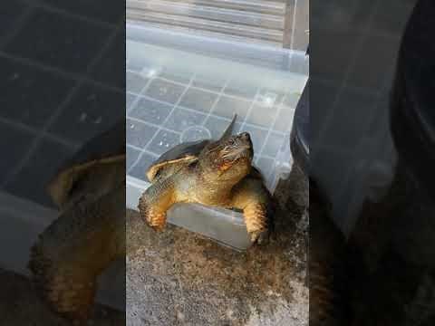 GIZMO... My Common Snapping Turtle Puppy...happy to see me.