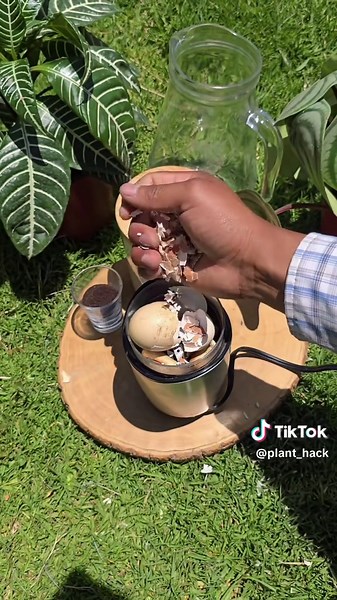 Learn how to make a powerful homemade fertilizer packed with fully soluble calcium, phosphorus, and boron using banana peel powder, bone and eggshell extract, lemon juice, and rice water. Perfect for boosting roots, flowering, and overall plant health. #homemadefertilizer #organicgarden #plantnutrition #boron #calcium