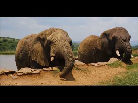 Around Africa- background music ( non Copyright)