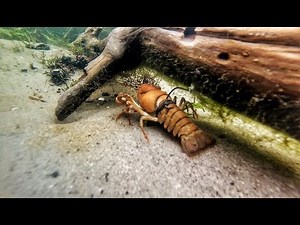 Fishing with LIVE CRAWFISH