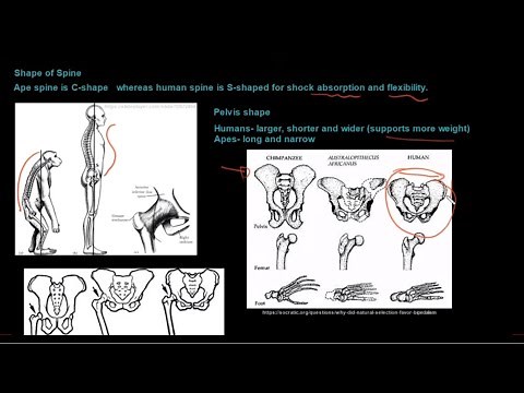Grade 12 Life Sciences Human Evolution Part 1