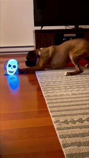 Giant Doberman Terrified by Tiny Puppy in Alien Mask | Funniest Dog Reaction Ever #funnydog #funny