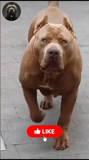 Mixed Dog Transformation 🐾🔥 | From Cute Pups to Powerful Giants! #MegaMutts