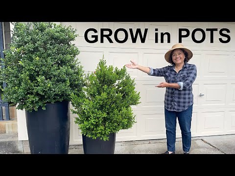 Container Gardening Tips: 5 Simple Steps I Wish I Knew Sooner