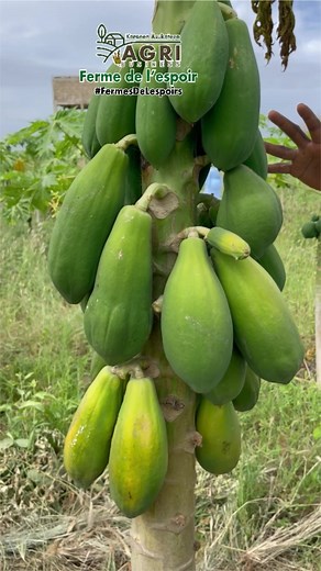 Cultiver un papayer : Conseils pour un sol parfait