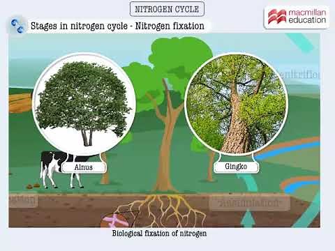 Nitrogen Cycle | Macmillan Education India