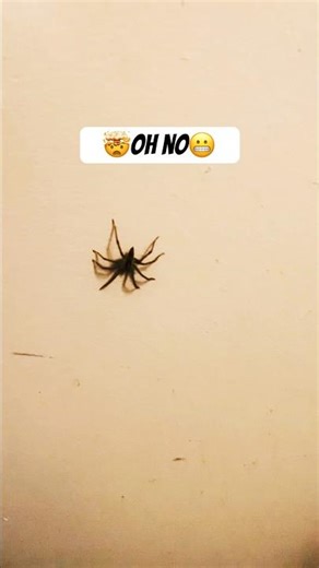 🧐SPIDER IN BATHROOM!!! 😆#shortviral #shorts #short #funny #spider #comedy