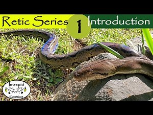 🟢What is a Reticulated Python?