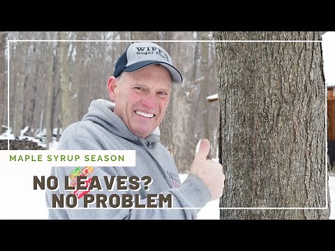 Maple Syrup Season: How to ID a Maple Tree