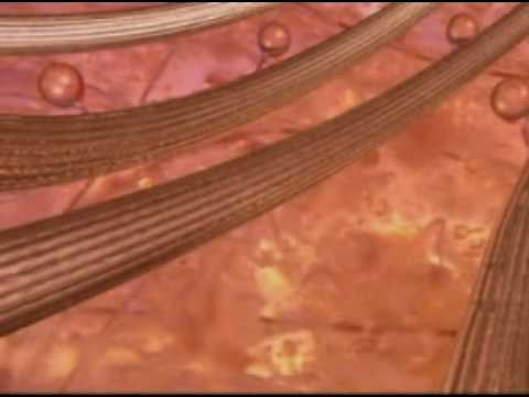 Discovery Video - Cells