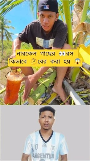 Coconut Tree Tapping: How to Harvest Coconut Sap