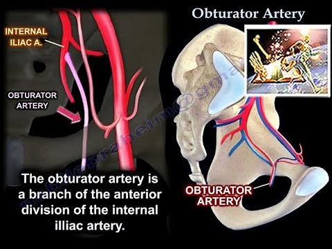Obturator Artery - Everything You Need To Know - Dr. Nabil Ebraheim