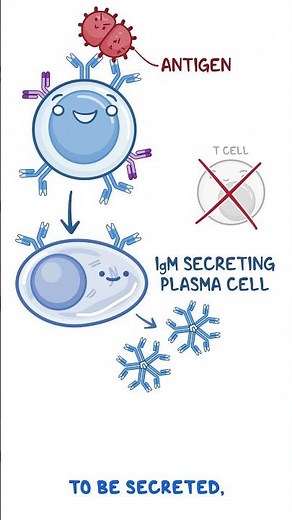 Clinical Cuts: B-Cell Activation, Differentiation, & Contraction