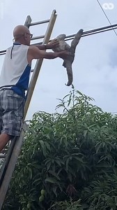 306K views · 602 reactions | These guys worked together to save a sloth trapped on a powerline!  | The Hook | Facebook