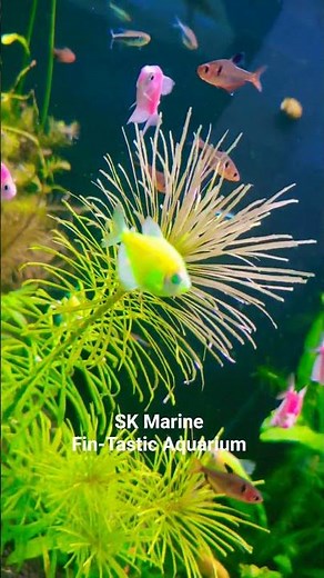 S.K Marine Planted Tank Setup Made EASY! Create a Thriving Aquascape Today