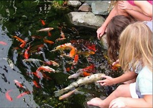 Types of Pond Fish That Make Your Water Garden Pop - Premier Ponds