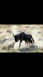 wildebeest v.s. wolf.