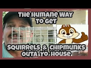 DIY The Most Humane Way to Remove Squirrels and Chipmunks!