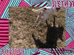 17 reactions | Reign is looking for that special someone to open up their heart and home to her. Reign is a 2yo Beagle mix who loves toys!!! Shelter life is stressing her out...she’d love a break! #foster #adopt #rescue The shelter is closed on Mondays, but come on in tomorrow from 10-4 to meet Reign and her furry friends! | Fort Bend County Pets - Fort Bend County Animal Services | Facebook