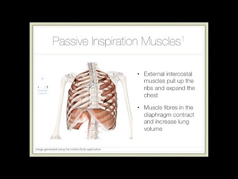 Action of Breathing — Part 1: Mechanisms