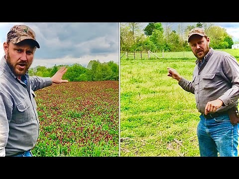 Growing clover! Fall vs. spring planting? Side by side comparison!
