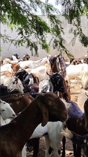 Male & Female Goats on the Farm | Differences, Behavior & Breeding Info #goat