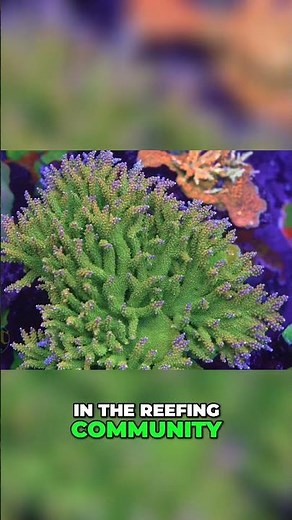 How to Successfully Manage Nitrates and Phosphates in Your Aquarium