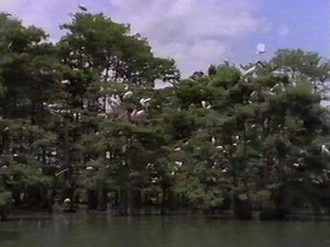 Wood Stork : Barometer of the Everglades