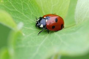 All About the Ladybug