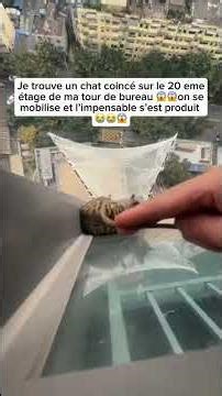 Je sauve un petit hérisson de la noyade et je l’adopte 🙏❤️#animauxcute #rescueanimals #herisson