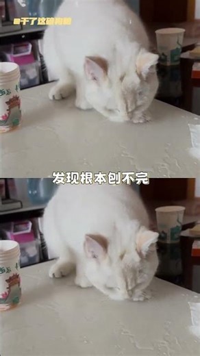 Quick & Easy Math: A Cat's Playtime Challenge