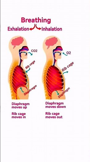 Human Respiratory System | Mechanism of Breathing