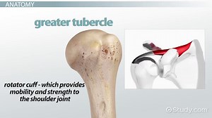 Humerus Bone | Definition, Structure & Function