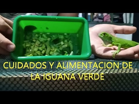 CUIDADOS Y ALIMENTACION DE LA IGUANA VERDE BEBE