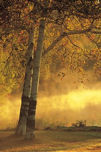 River Birch Tree Diseases