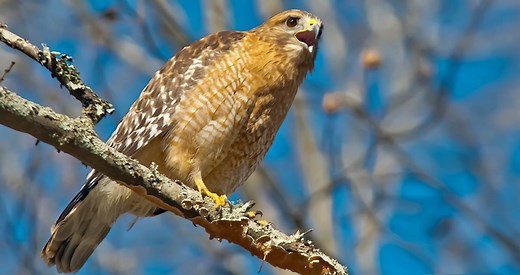 Red-shouldered Hawk Identification, All About Birds, Cornell Lab of Ornithology